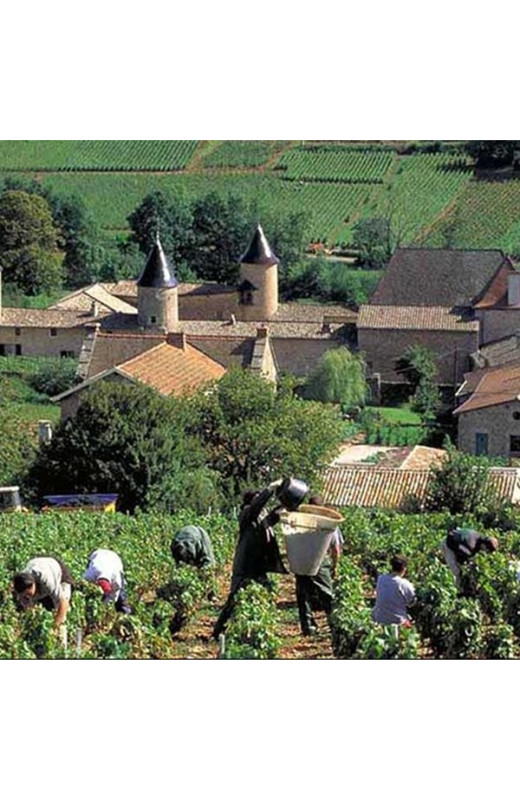 Saint-Amour 2011 "La Victorine" Jacques Charlet